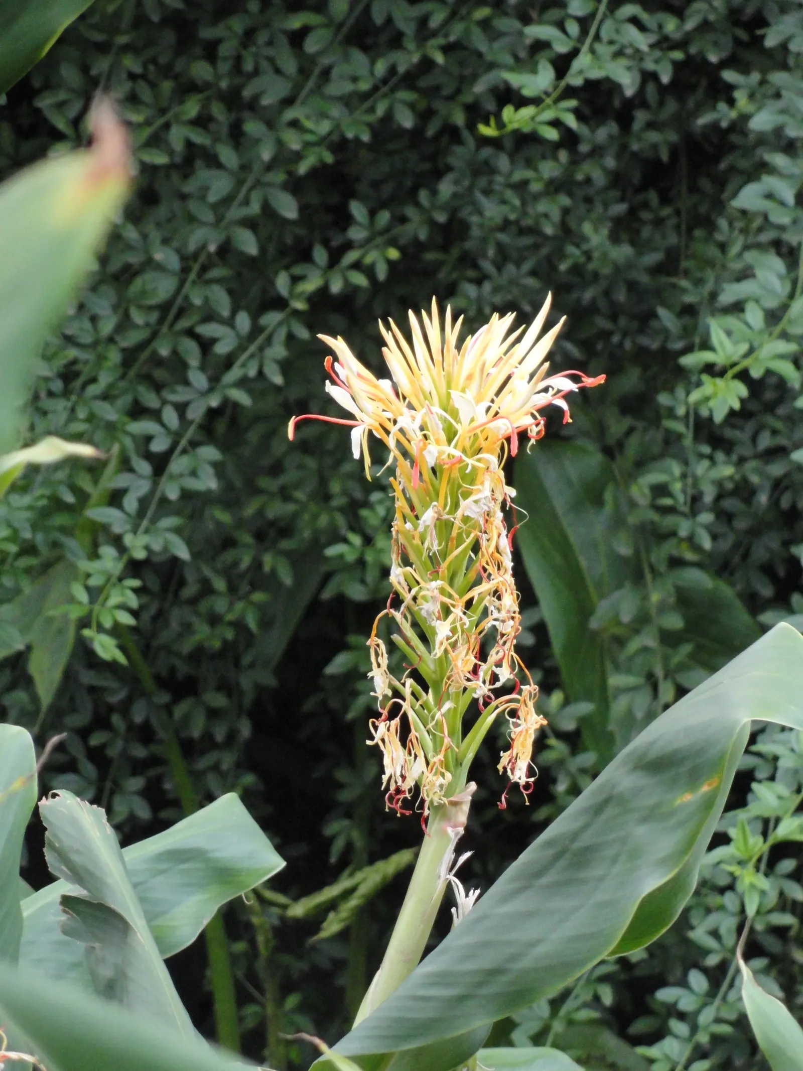 Kahili Ginger (Hedychium Gardnerianum) — adding movement and vitality to your garden.<br><br>Preferring partial shade to full sun; reaching up to 6, image 90