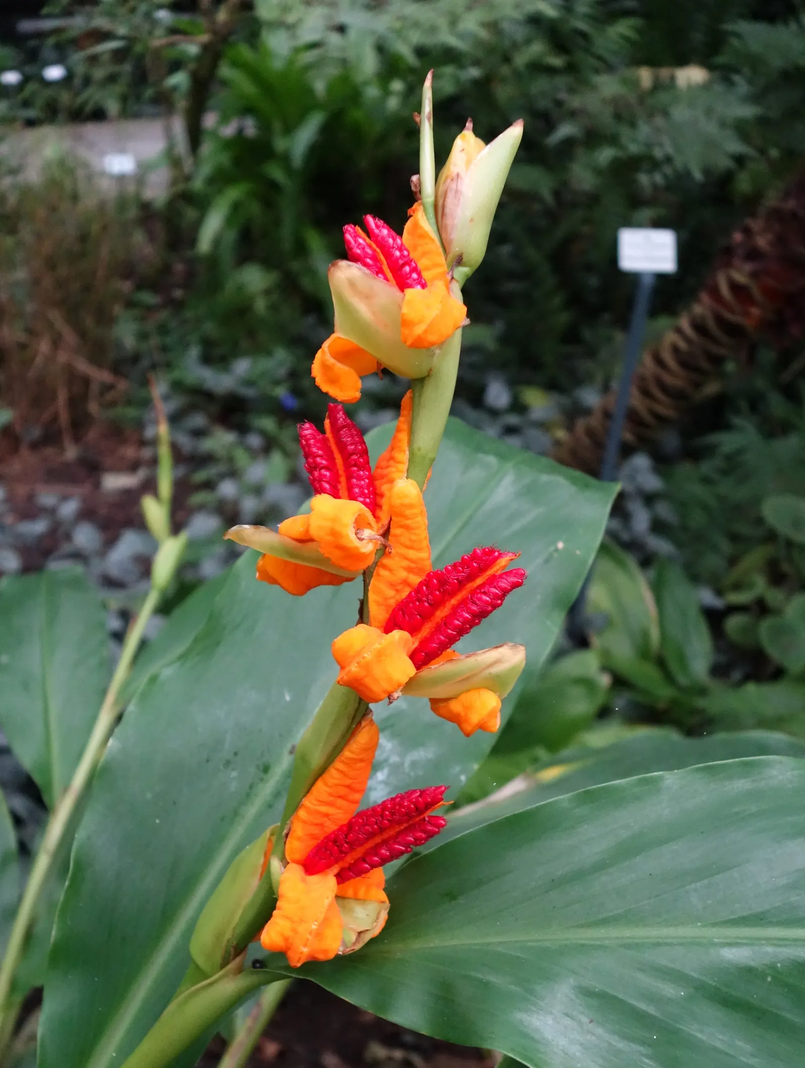 Kahili Ginger (Hedychium Gardnerianum) — Incorporating this plant will offer clients a bold; given its potential to spread, image 121