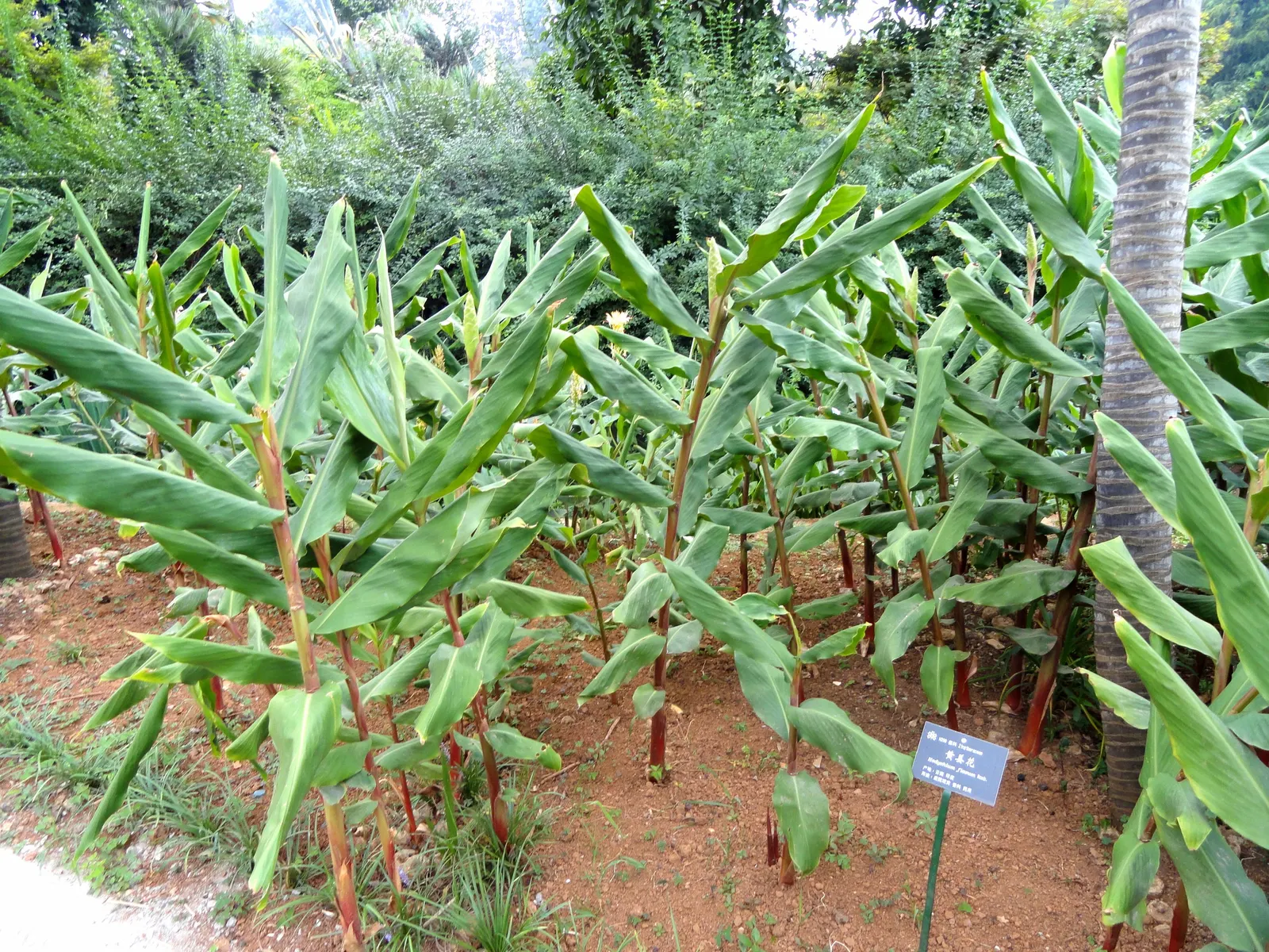 Kahili Ginger (Hedychium Gardnerianum) — reaching up to 6 feet tall; the true showstopper is the Kahili Ginger's inflorescence; in late summer to, image 77