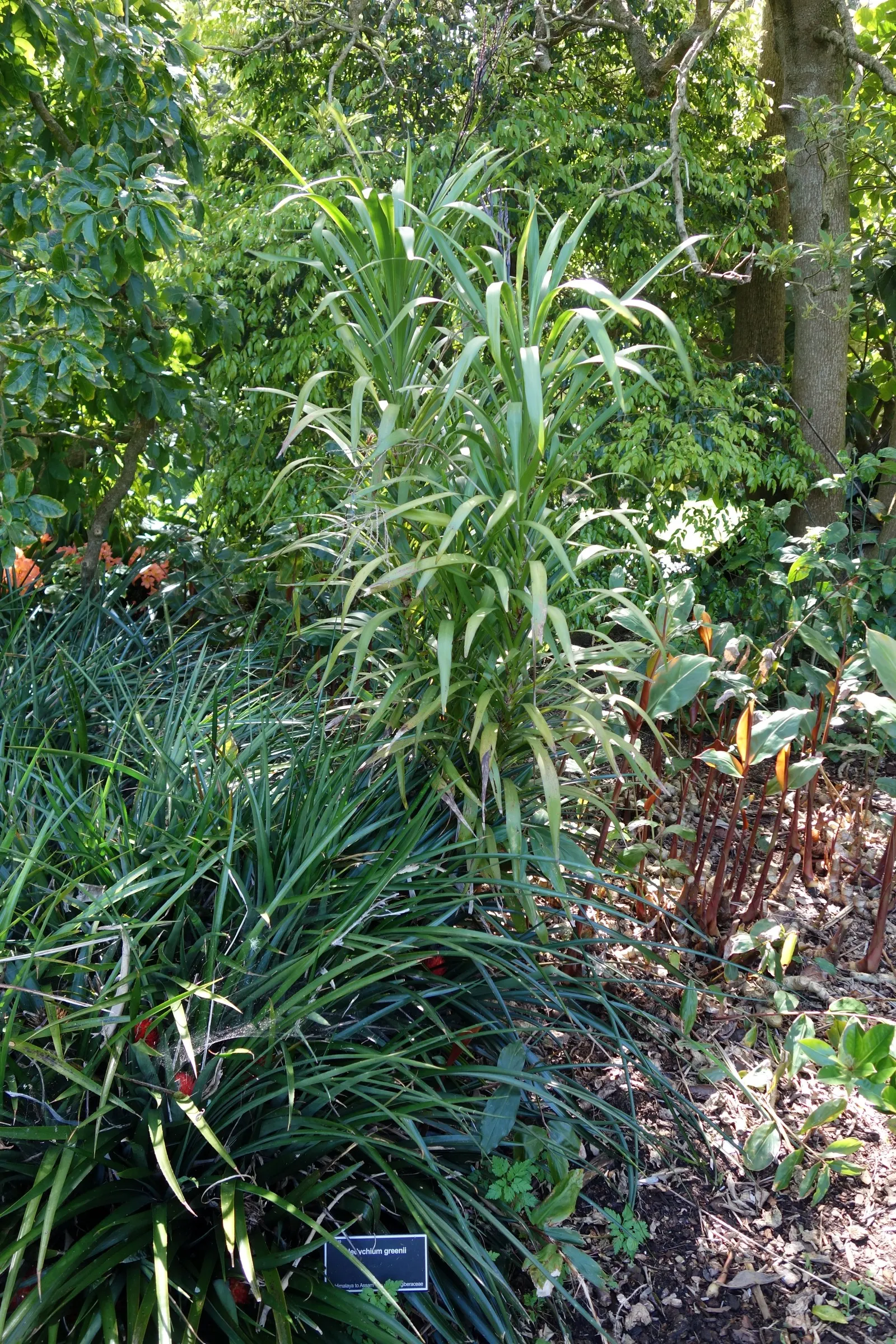 Kahili Ginger (Hedychium Gardnerianum) — The true showstopper is the Kahili Ginger's inflorescence; in late summer to early fall; perennial with, image 111
