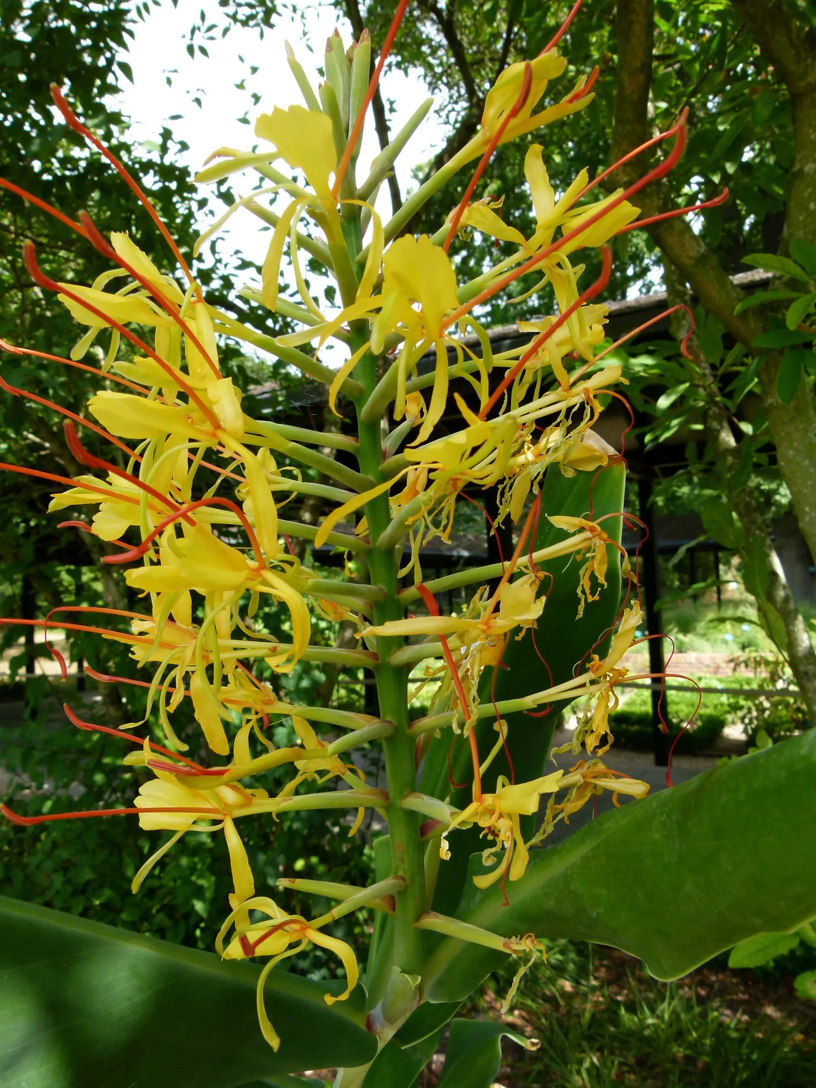 Kahili Ginger (Hedychium Gardnerianum) — yellow flowers in the garden; tropical flair to any landscape design
