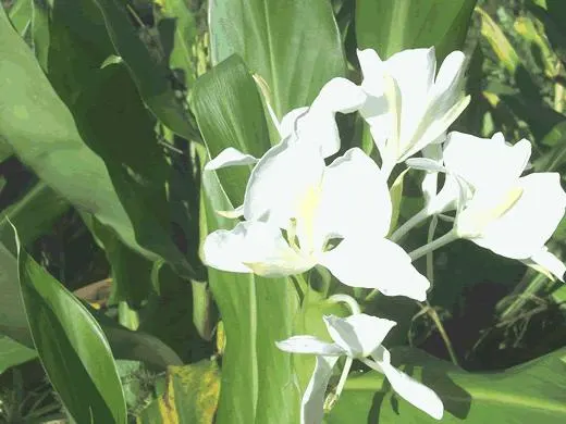 Kahili Ginger (Hedychium Gardnerianum) — well-draining soil with consistent moisture; kahili Ginger thrives in rich, image 67