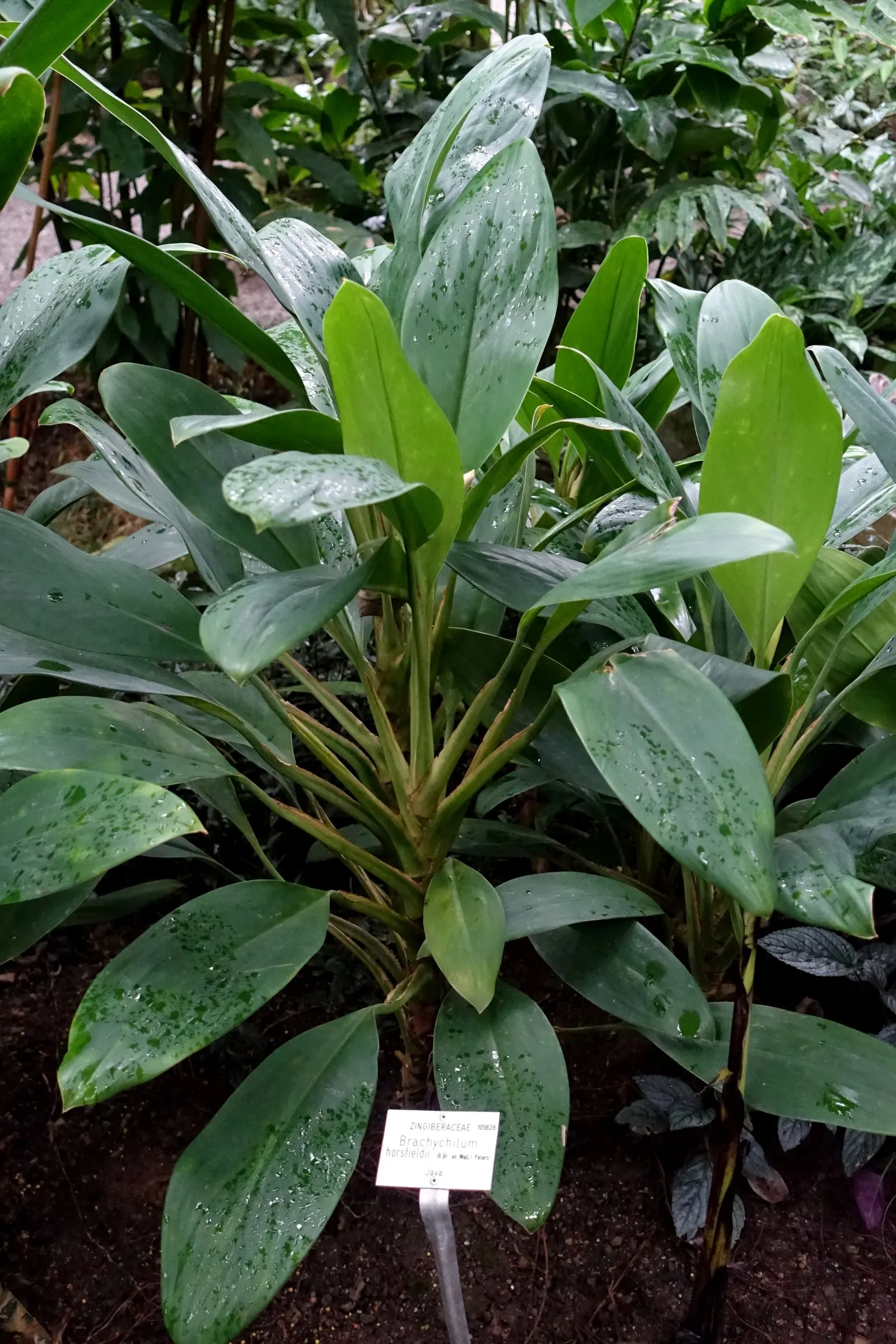 Kahili Ginger (Hedychium Gardnerianum) — perennial for full or half or shade; and visually captivating element that elevates the sensory experience, image 125