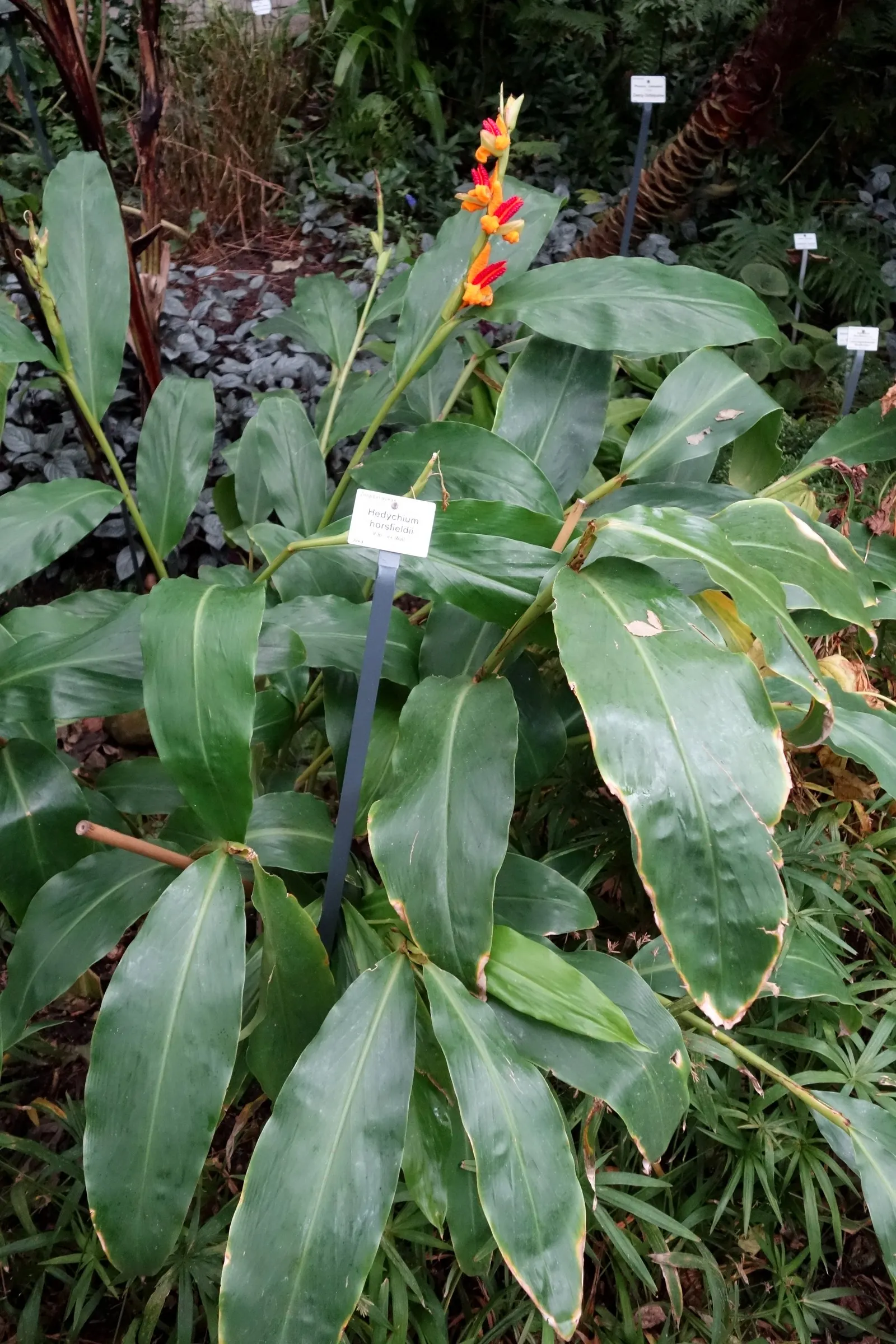 Kahili Ginger (Hedychium Gardnerianum) — Note: It's considered invasive in some regions; assess local guidelines before planting; is a strikingly, image 105