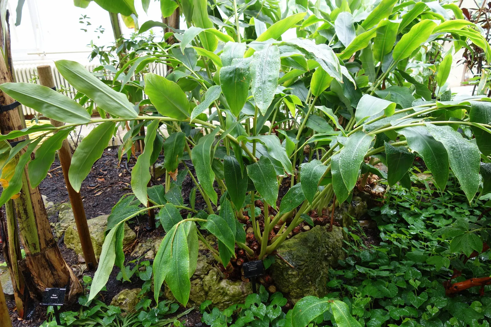Kahili Ginger (Hedychium Gardnerianum) — Given its potential to spread; note: It's considered invasive in some regions; assess local guidelines, image 69
