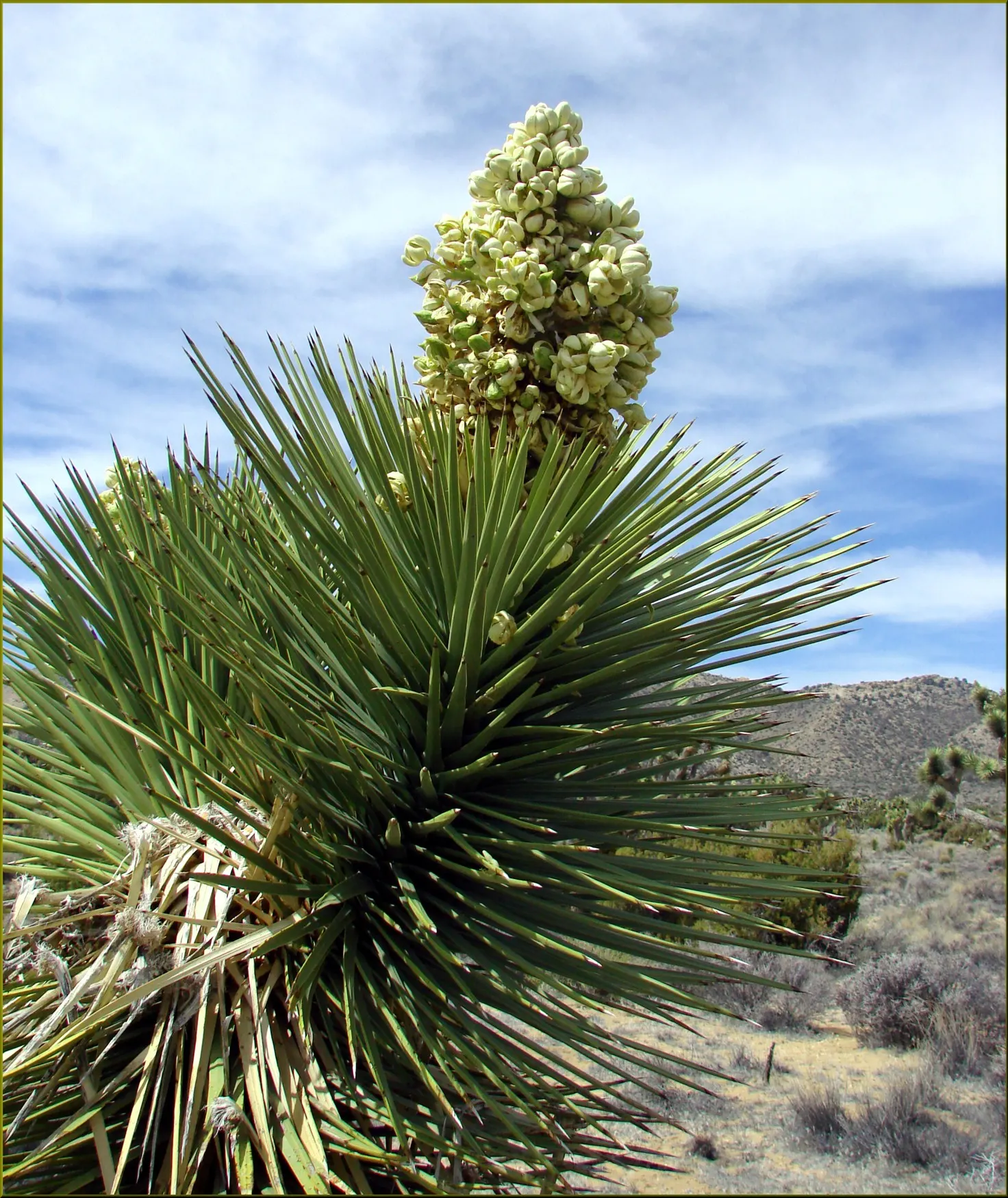Yellow Yucca (Hesperaloe Parviflora 'Yellow') — Ideal for rock gardens or as a desert accent, it requires minimal maintenance and thrives in full sun