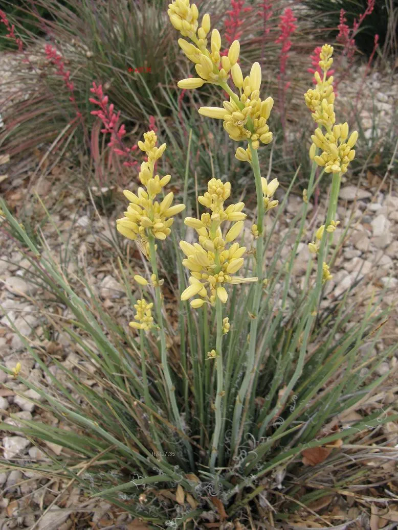 Yellow Yucca (Hesperaloe Parviflora 'Yellow') — dazzles with its tall spikes bearing long-lasting