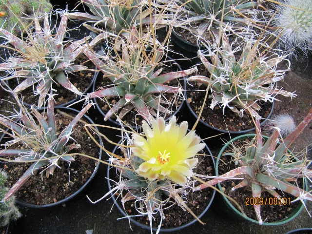 Yellow Yucca (Hesperaloe Parviflora 'Yellow') — Native to the arid regions of the southwestern United States