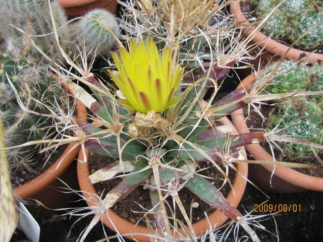 Yellow Yucca (Hesperaloe Parviflora 'Yellow') — is an exceptionally hardy perennial that serves as a striking accent in any landscape design