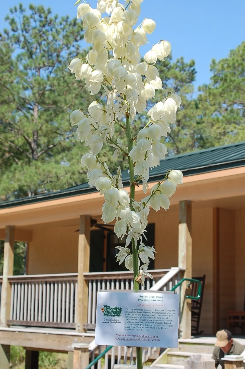 Yellow Yucca (Hesperaloe Parviflora 'Yellow') — Hardy in zones 5-10, an excellent low-water landscape choice