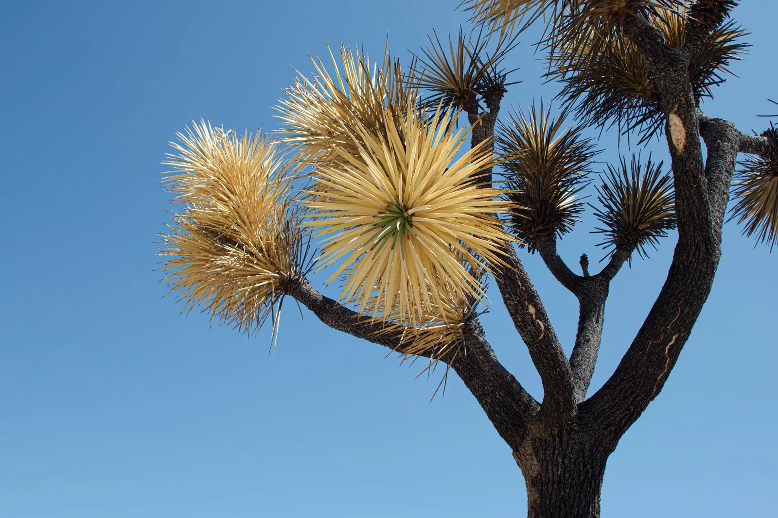 Yellow Yucca (Hesperaloe Parviflora 'Yellow') — This drought-tolerant perennial reaches up to 4 feet in height and spreads 2 to 3 feet wide