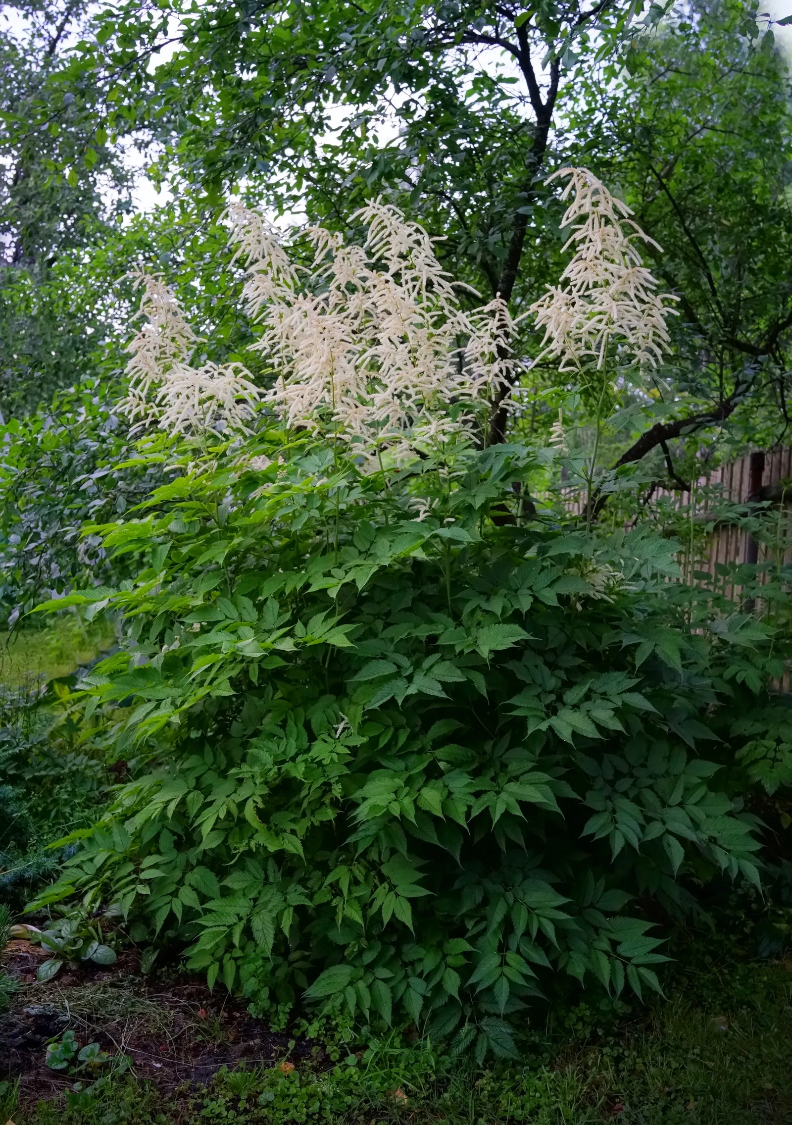 Sylvan Goatsbeard (Aruncus Dioicus) — Reaching 3 to 6 feet in height and spreading 2 to 4 feet wide, it's ideal for creating textural contrast; this plant is