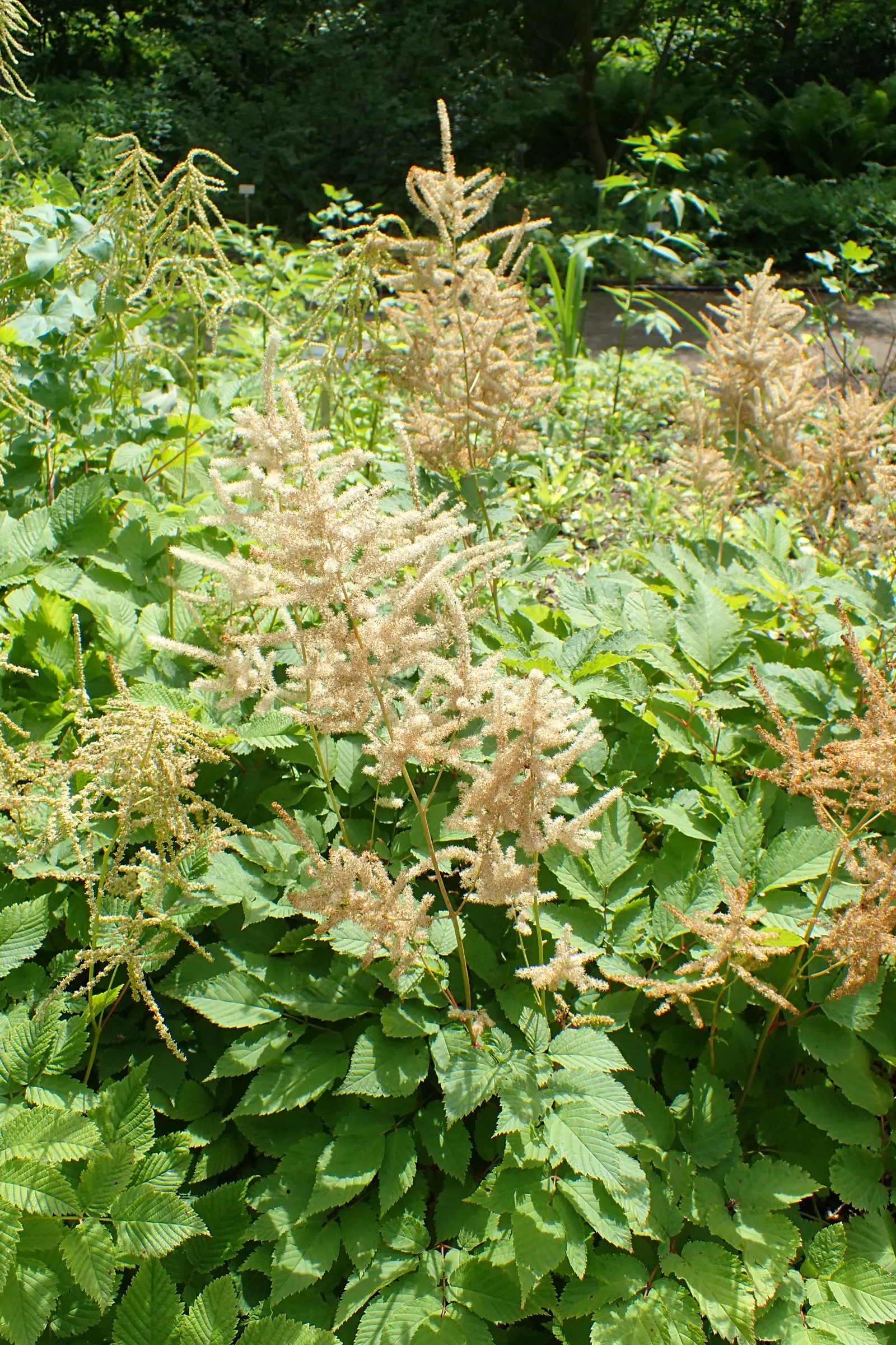 Sylvan Goatsbeard (Aruncus Dioicus) — is native to the moist woodlands of North America; reaching 3 to 6 feet in height and spreading 2 to 4 feet wide, it's