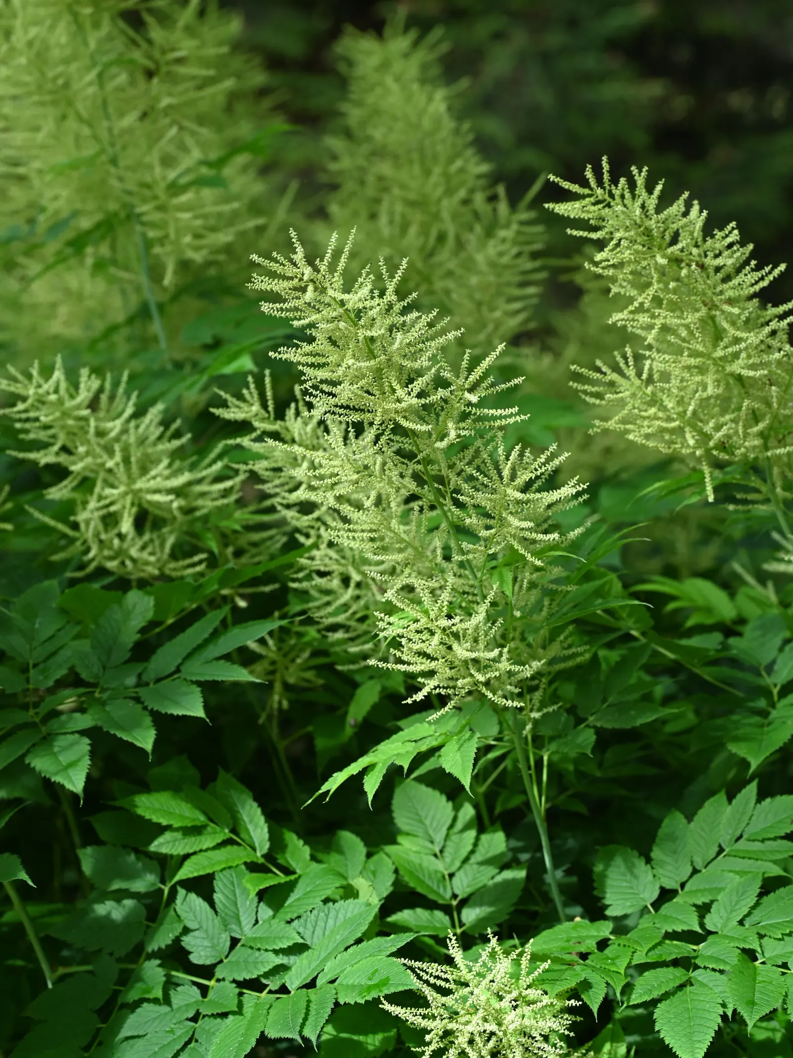 Sylvan Goatsbeard (Aruncus Dioicus) — It boasts compound leaves that are deep green and finely cut