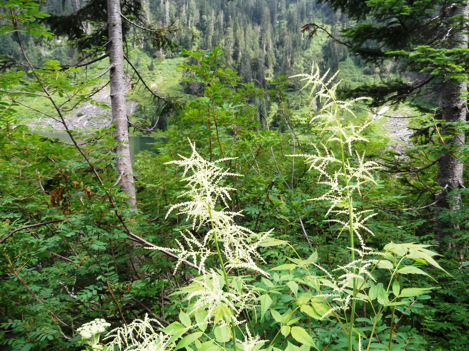 Sylvan Goatsbeard (Aruncus Dioicus) — This North American native showcases frothy cream plumes above fern-like foliage in early summer