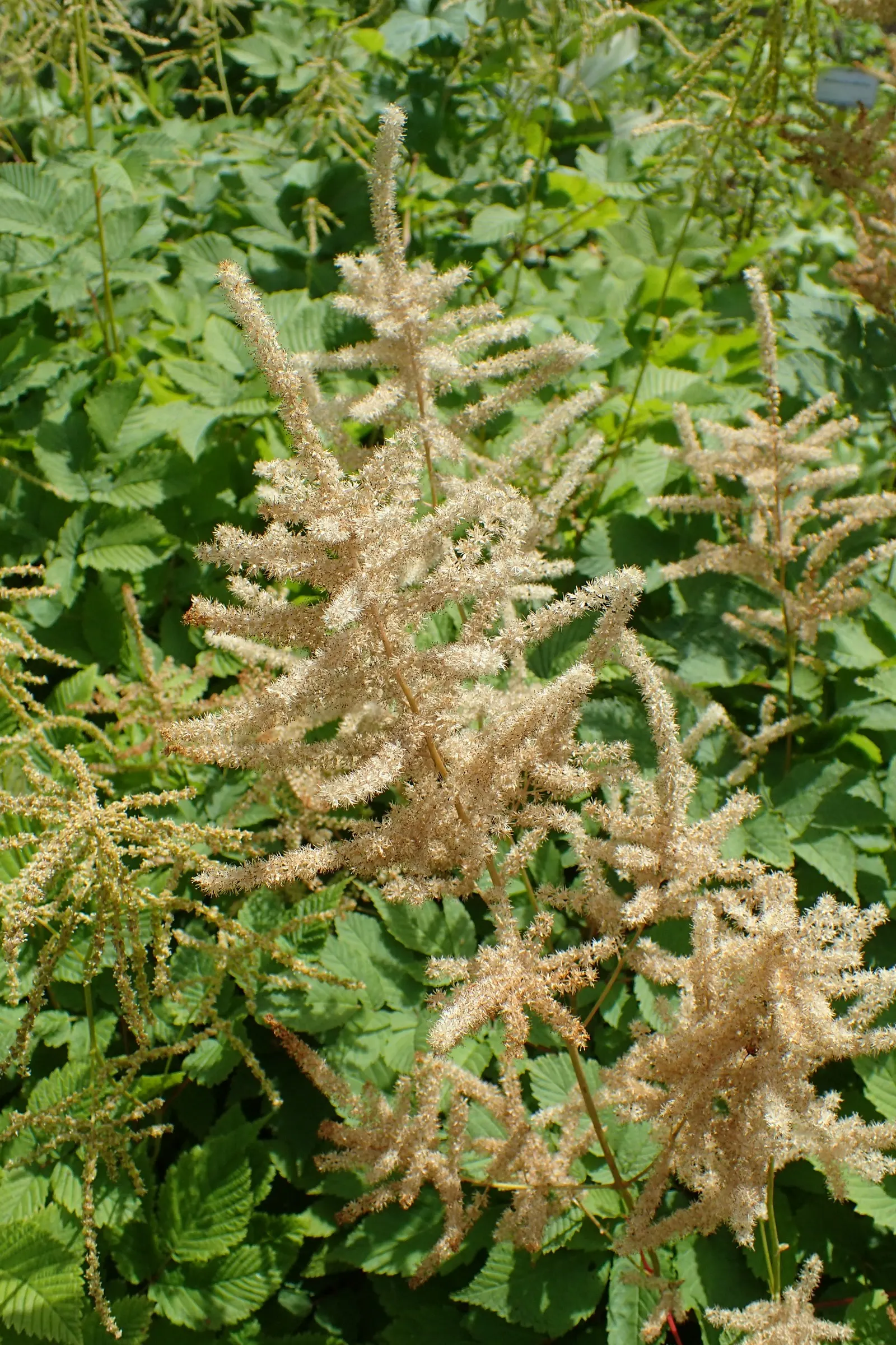 Sylvan Goatsbeard (Aruncus Dioicus) — white flowers in the garden