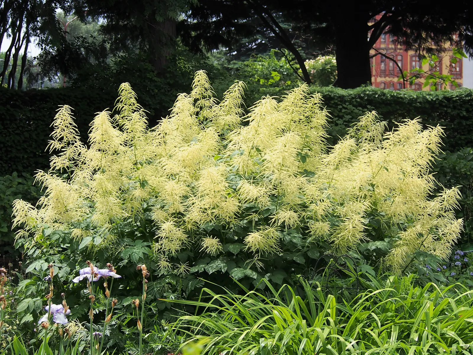 Sylvan Goatsbeard (Aruncus Dioicus) — white flowers in the garden; typically growing to heights of 4 to 6 feet with a spread of 2 to 4 feet, image 82