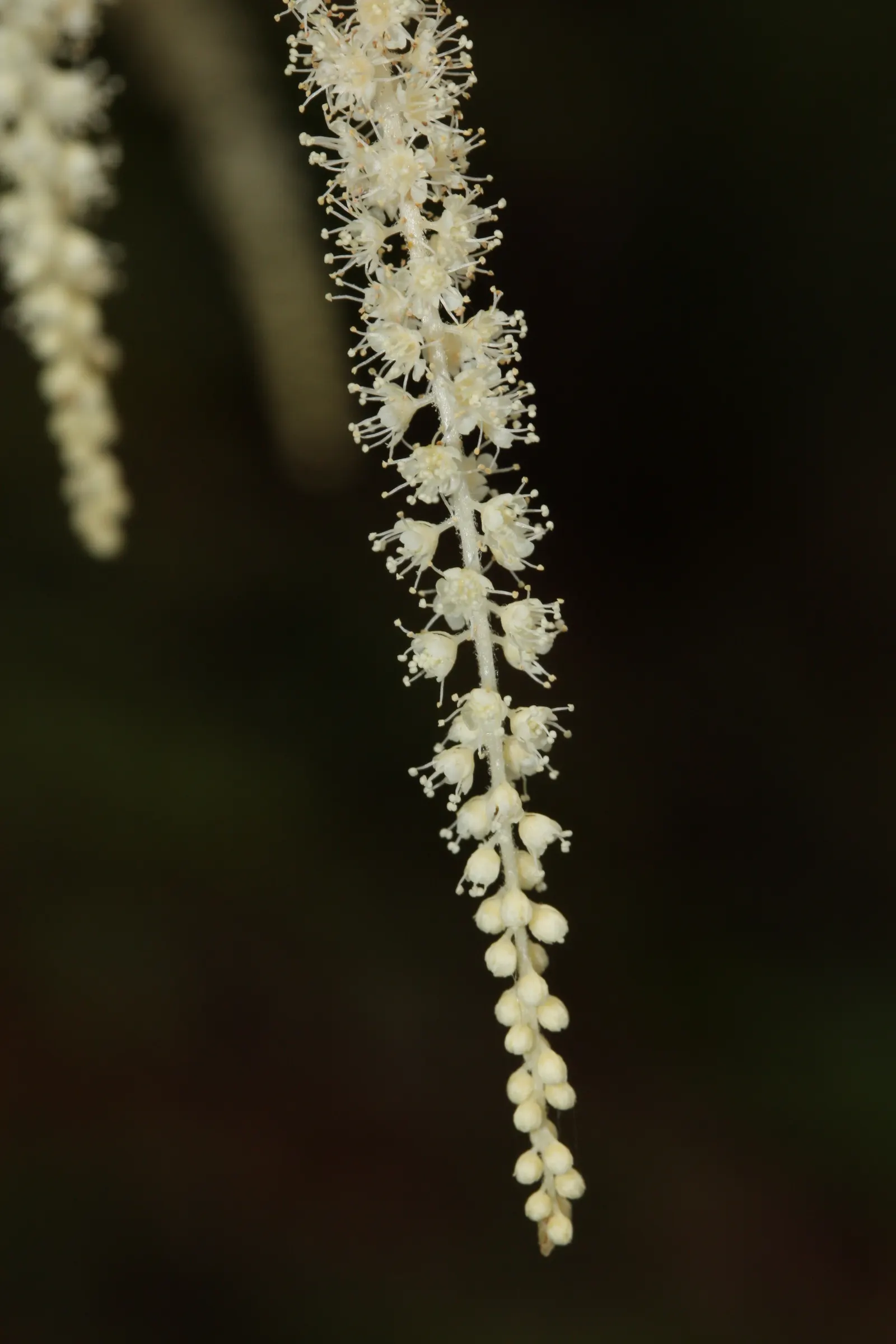 Sylvan Goatsbeard (Aruncus Dioicus) — Reaching 3 to 6 feet in height and spreading 2 to 4 feet wide, it's ideal for creating textural contrast