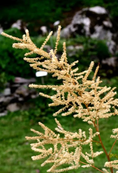 Sylvan Goatsbeard (Aruncus Dioicus) — possibly reaching up to 12 inches in length