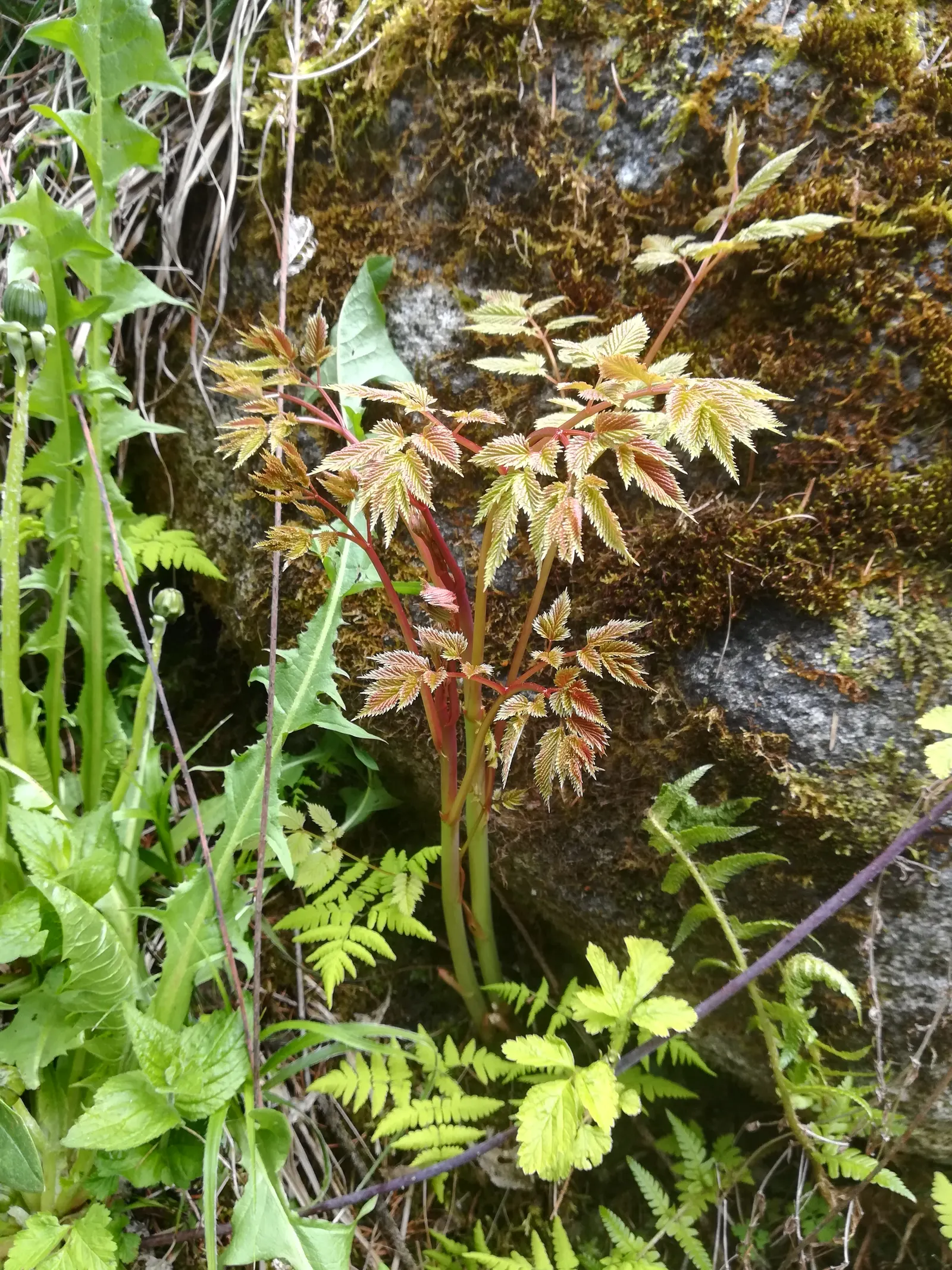 Sylvan Goatsbeard (Aruncus Dioicus) — to encourage denser growth; possibly reaching up to 12 inches in length, image 79