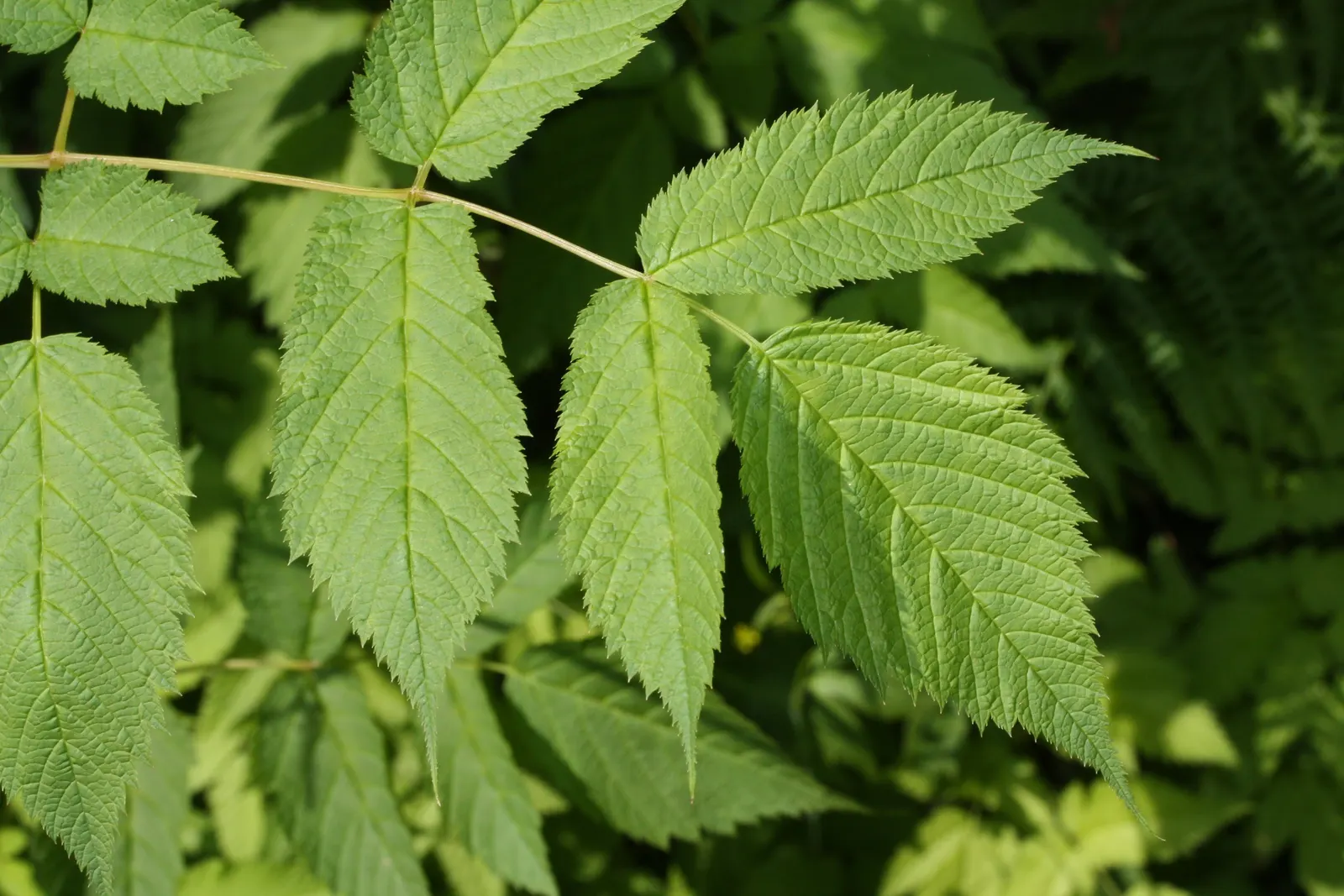 Sylvan Goatsbeard (Aruncus Dioicus) — perennial for half or shade; this plant is generally deer resistant, adding another layer of utility to its, image 84