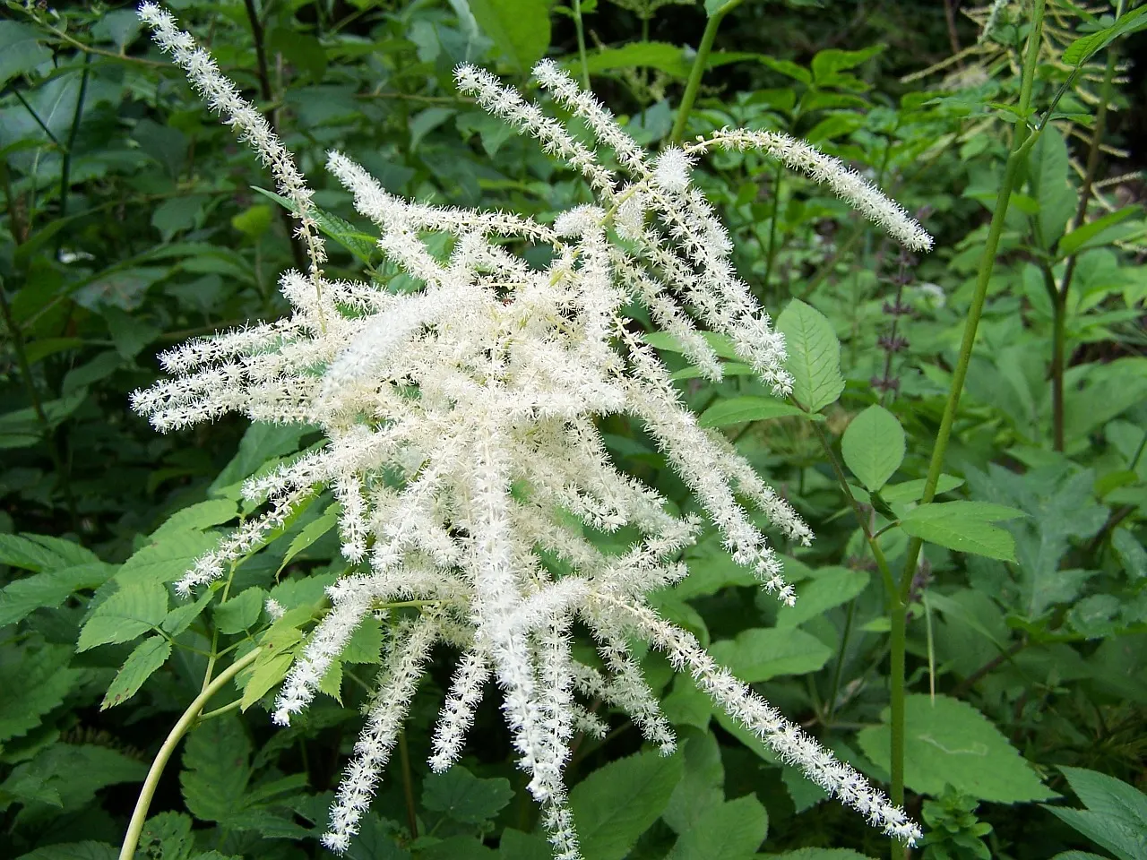 Sylvan Goatsbeard (Aruncus Dioicus) — Aruncus dioicus, commonly known as Sylvan Goatsbeard, is a perennial favorite for woodland gardens; reaching, image 85