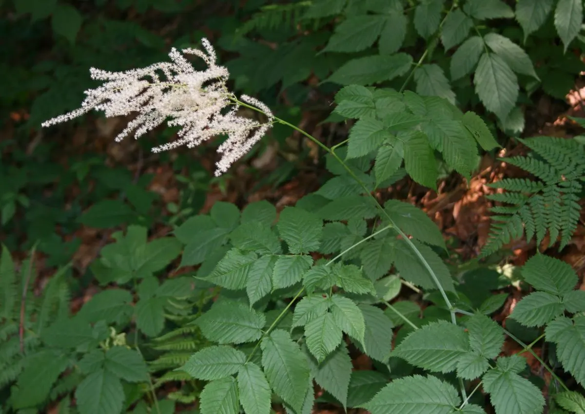 Sylvan Goatsbeard (Aruncus Dioicus) — feathery plumes of creamy white flowers emerge; this plant is generally deer resistant, adding another layer, image 72