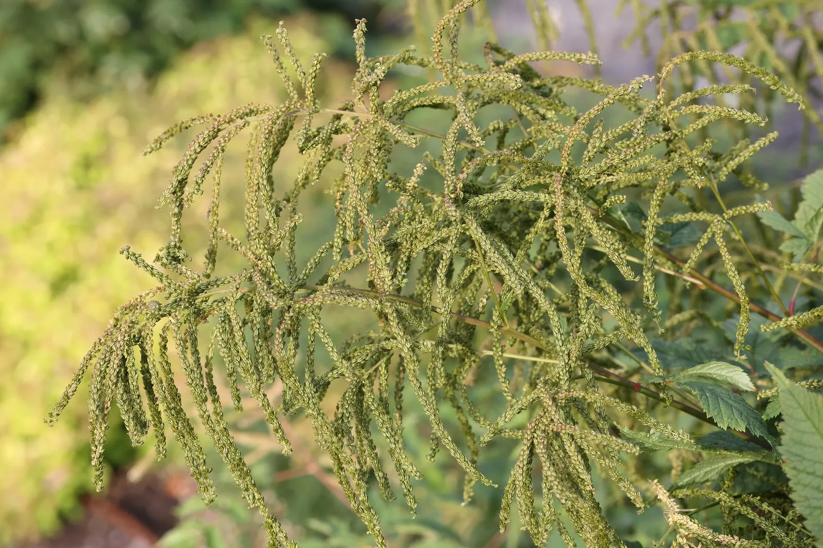 Sylvan Goatsbeard (Aruncus Dioicus) — and Europe.<br><br>Sylvan Goatsbeard can reach an impressive size; typically growing to heights of 4 to 6 feet with a