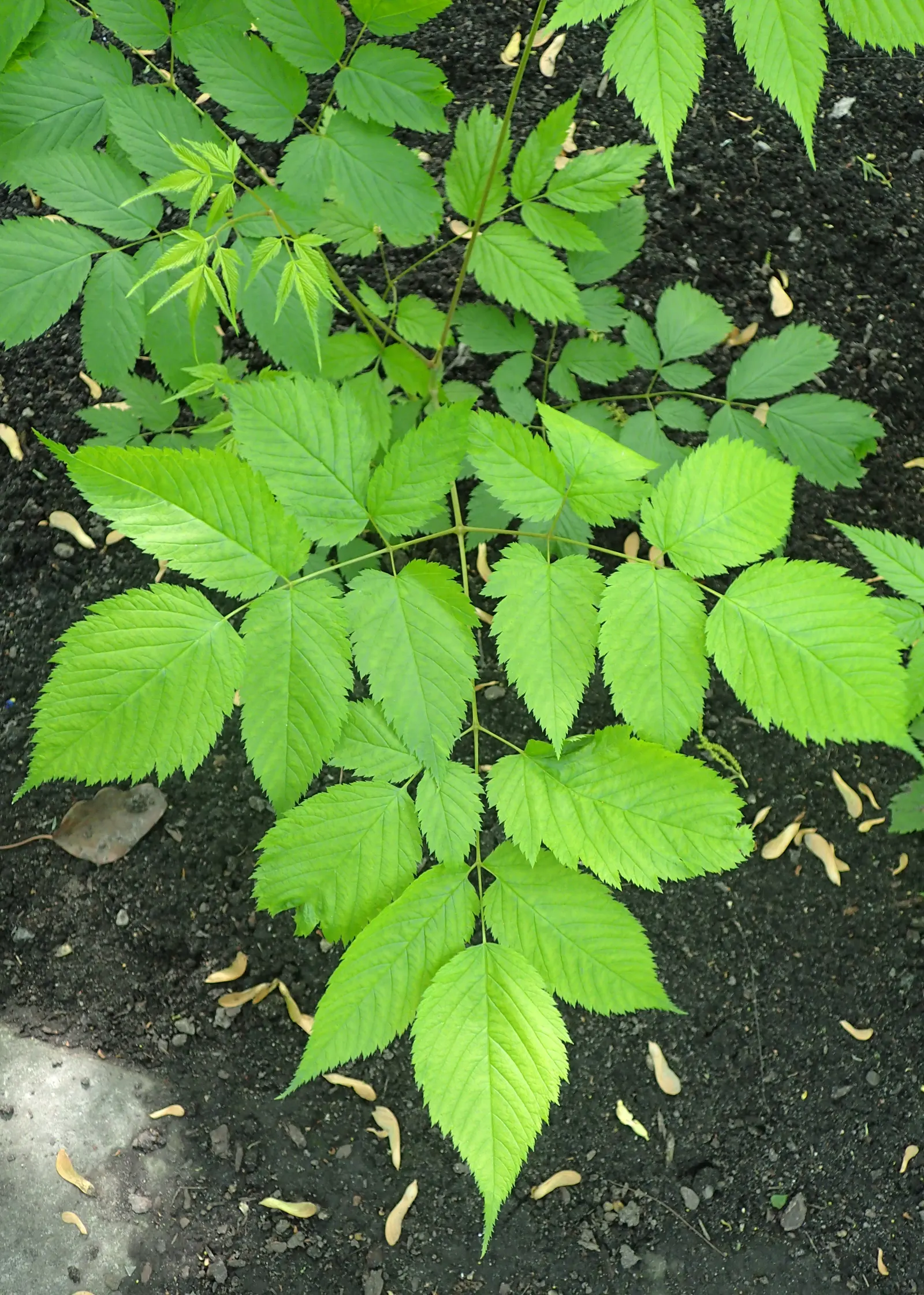Sylvan Goatsbeard (Aruncus Dioicus) — This North American native showcases frothy cream plumes above fern-like foliage in early summer; typically, image 58