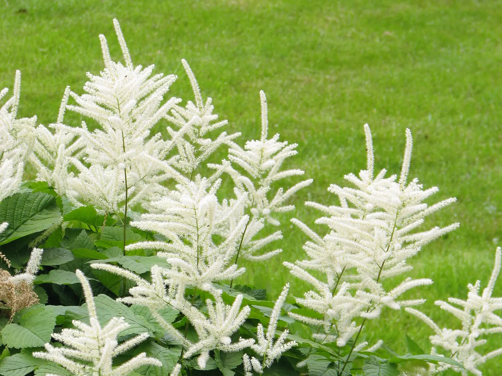 Sylvan Goatsbeard (Aruncus Dioicus) — and Europe.<br><br>Sylvan Goatsbeard can reach an impressive size