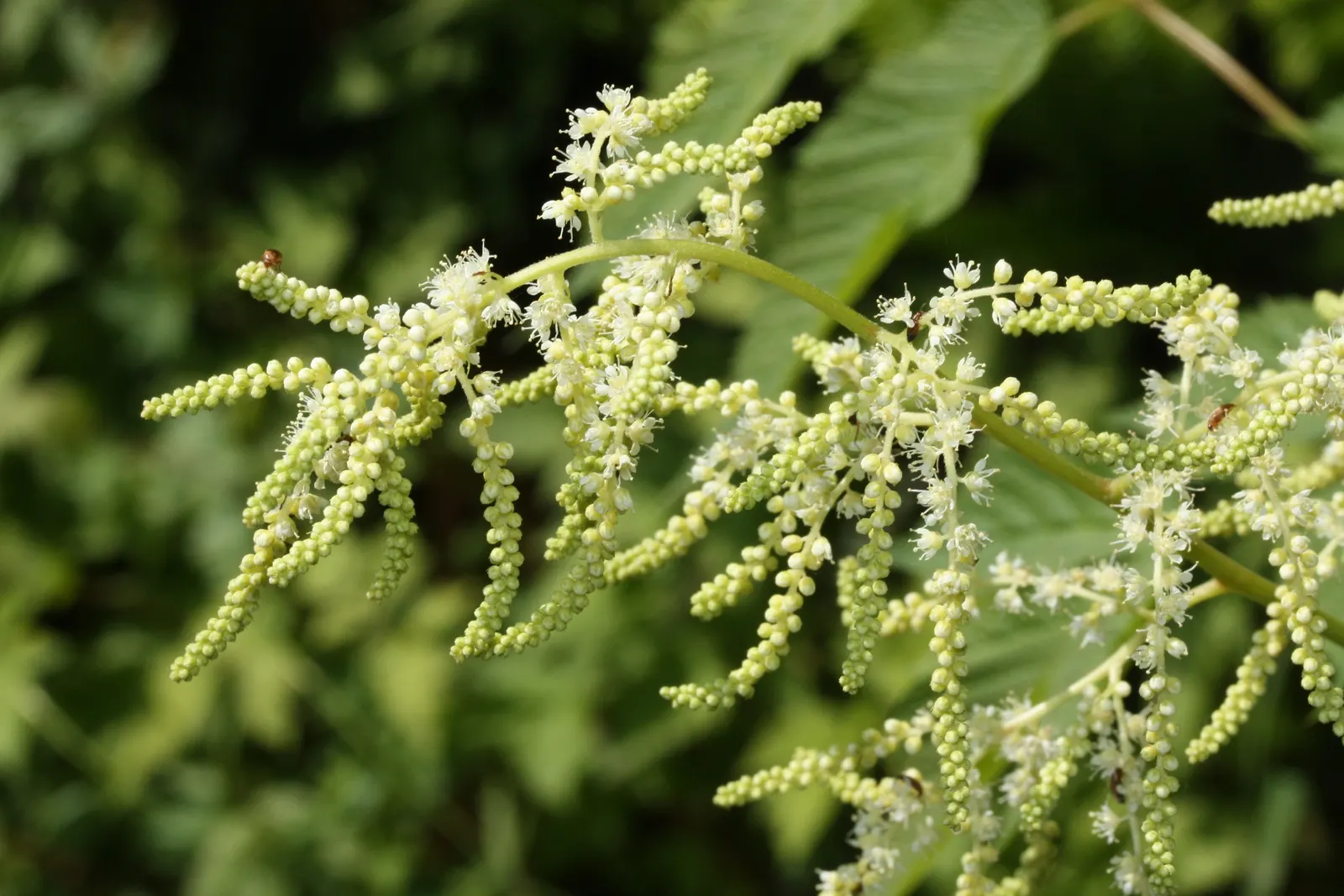 Sylvan Goatsbeard (Aruncus Dioicus) — feathery plumes of creamy white flowers emerge