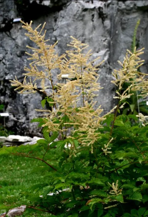 Sylvan Goatsbeard (Aruncus Dioicus) — commonly referred to as Sylvan Goatsbeard; typically growing to heights of 4 to 6 feet with a spread of 2 to, image 90