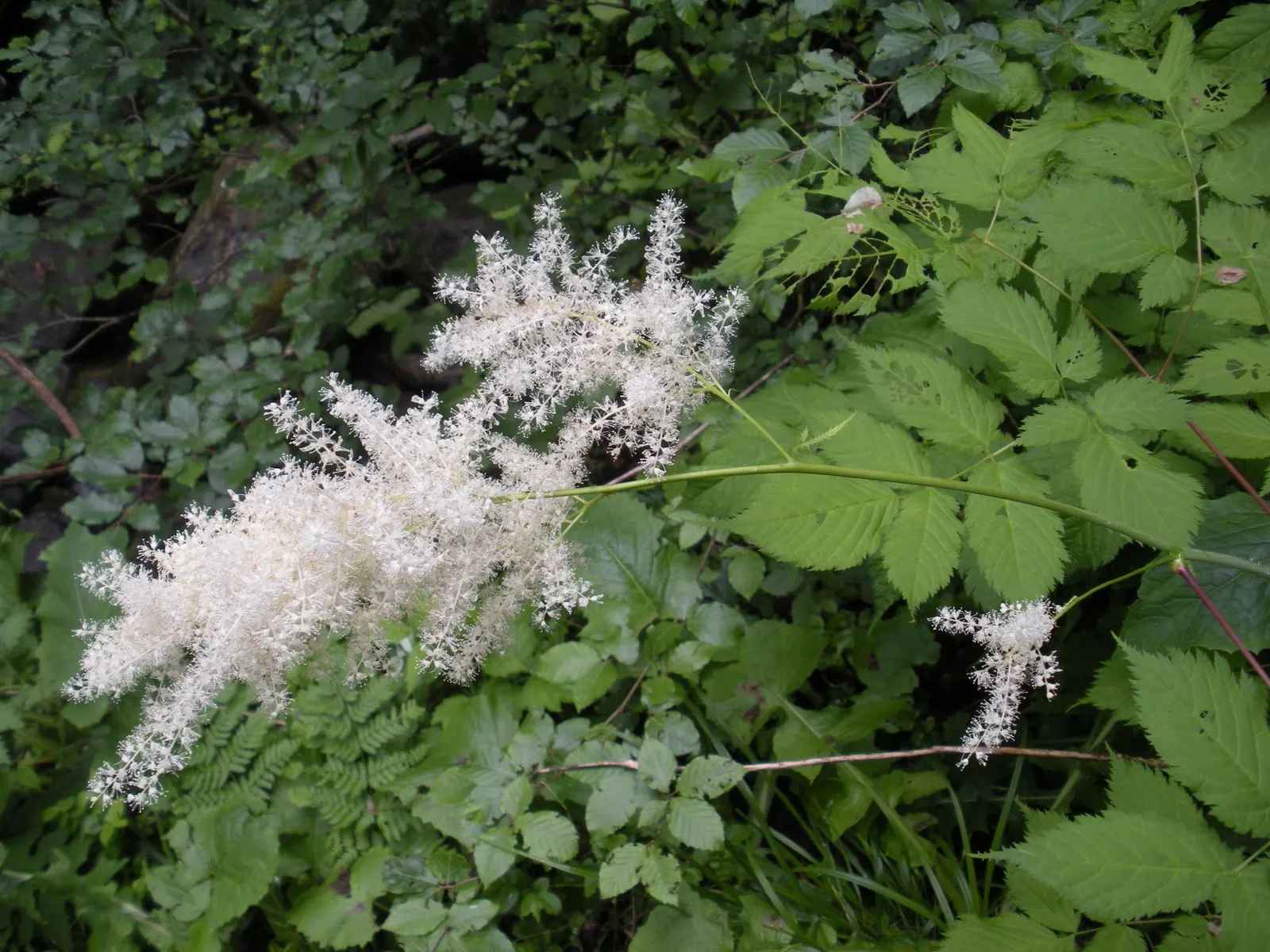 Sylvan Goatsbeard (Aruncus Dioicus) — Minimal maintenance is required; however