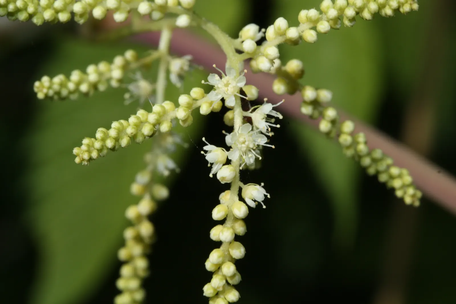 Sylvan Goatsbeard (Aruncus Dioicus) — white flowers in the garden; typically growing to heights of 4 to 6 feet with a spread of 2 to 4 feet