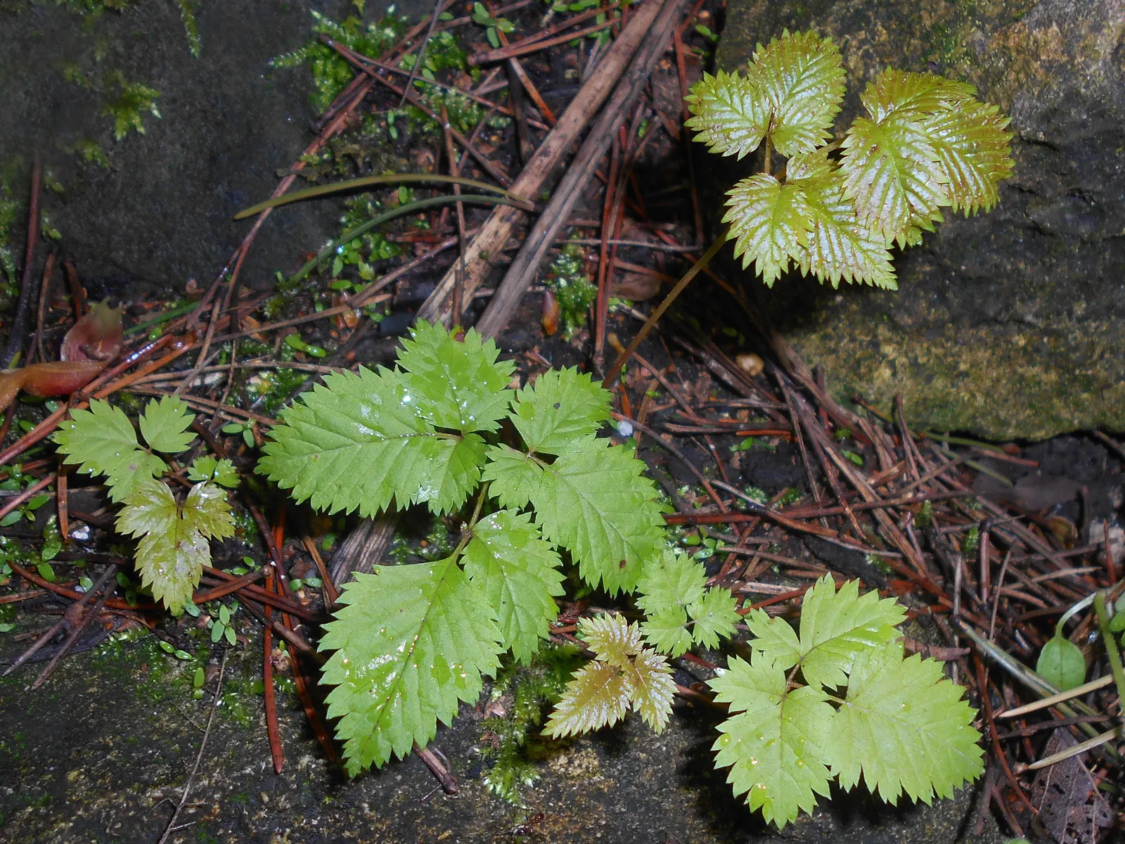 Sylvan Goatsbeard (Aruncus Dioicus) — Aruncus dioicus is ideal for woodland gardens