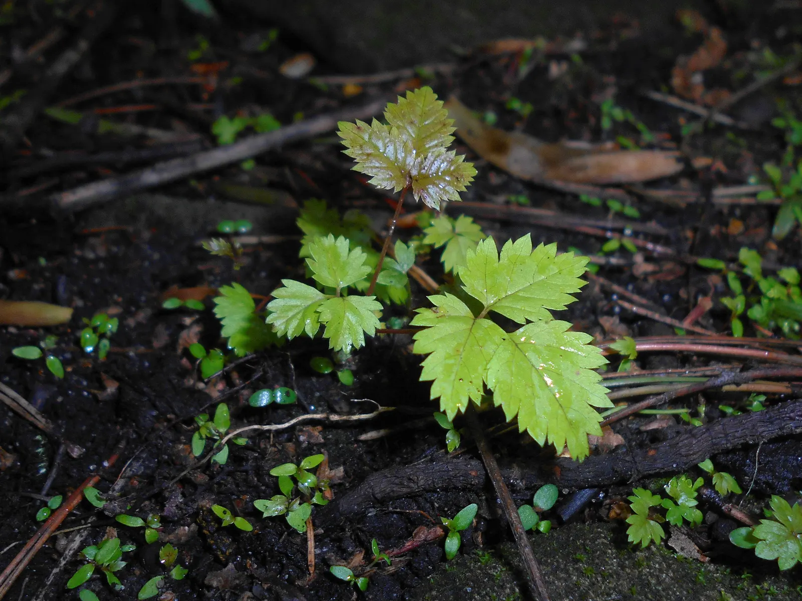 Sylvan Goatsbeard (Aruncus Dioicus) — lush canopy of foliage.<br><br>From late spring to midsummer