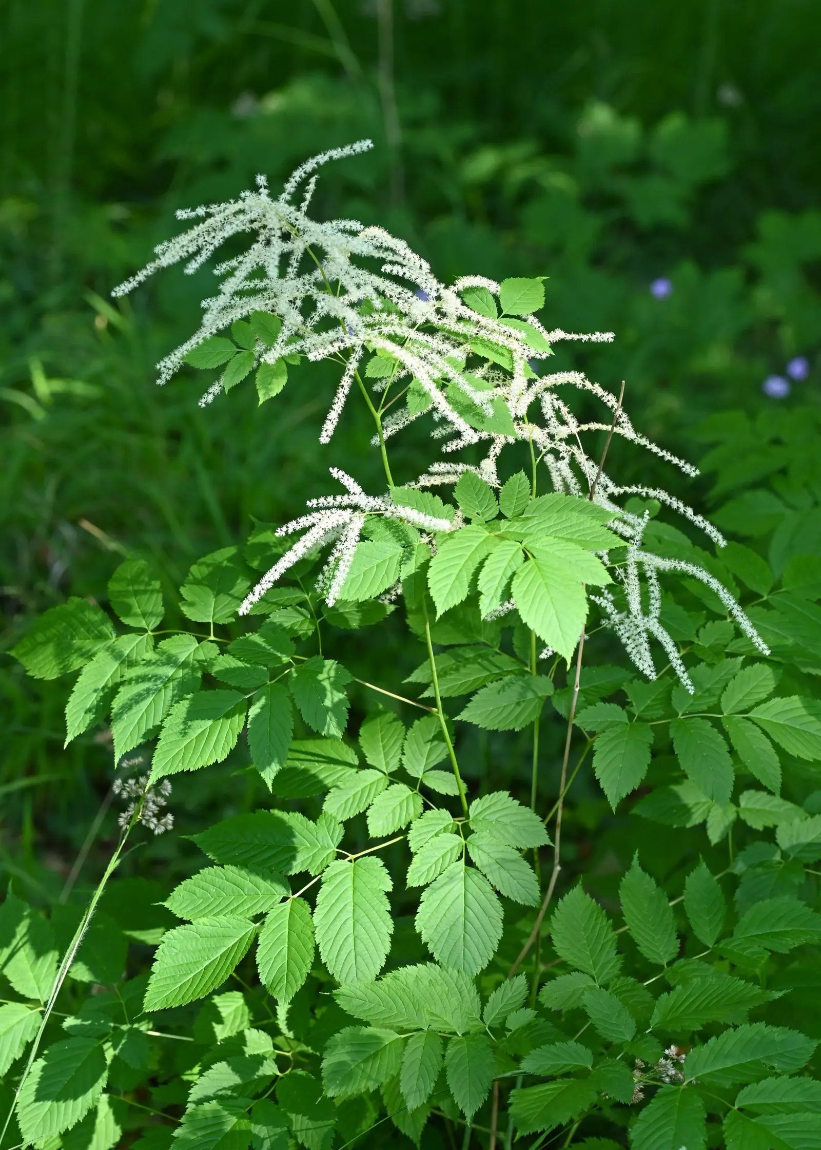 Sylvan Goatsbeard (Aruncus Dioicus) — and Europe.<br><br>Sylvan Goatsbeard can reach an impressive size; typically growing to heights of 4 to 6, image 94
