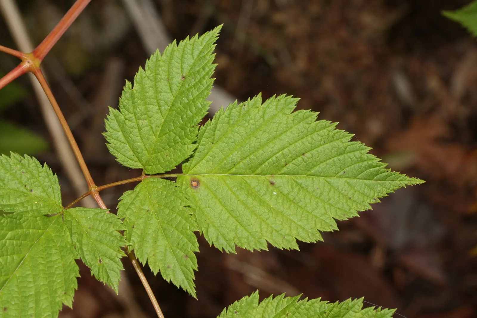 Sylvan Goatsbeard (Aruncus Dioicus) — is native to the moist woodlands of North America; reaching 3 to 6 feet in height and spreading 2 to 4 feet, image 65