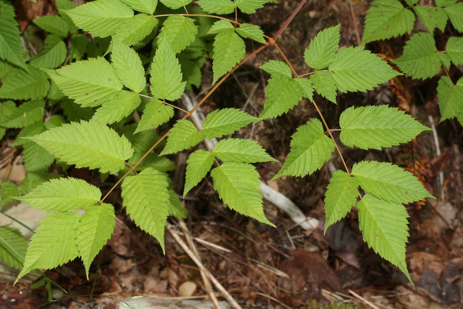Sylvan Goatsbeard (Aruncus Dioicus) — thus providing a substantial presence in the garden; this plant is generally deer resistant, adding another, image 96