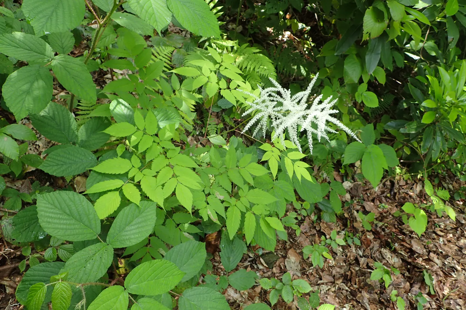 Sylvan Goatsbeard (Aruncus Dioicus) — resembling those of a fern or astilbe; typically growing to heights of 4 to 6 feet with a spread of 2 to 4, image 70