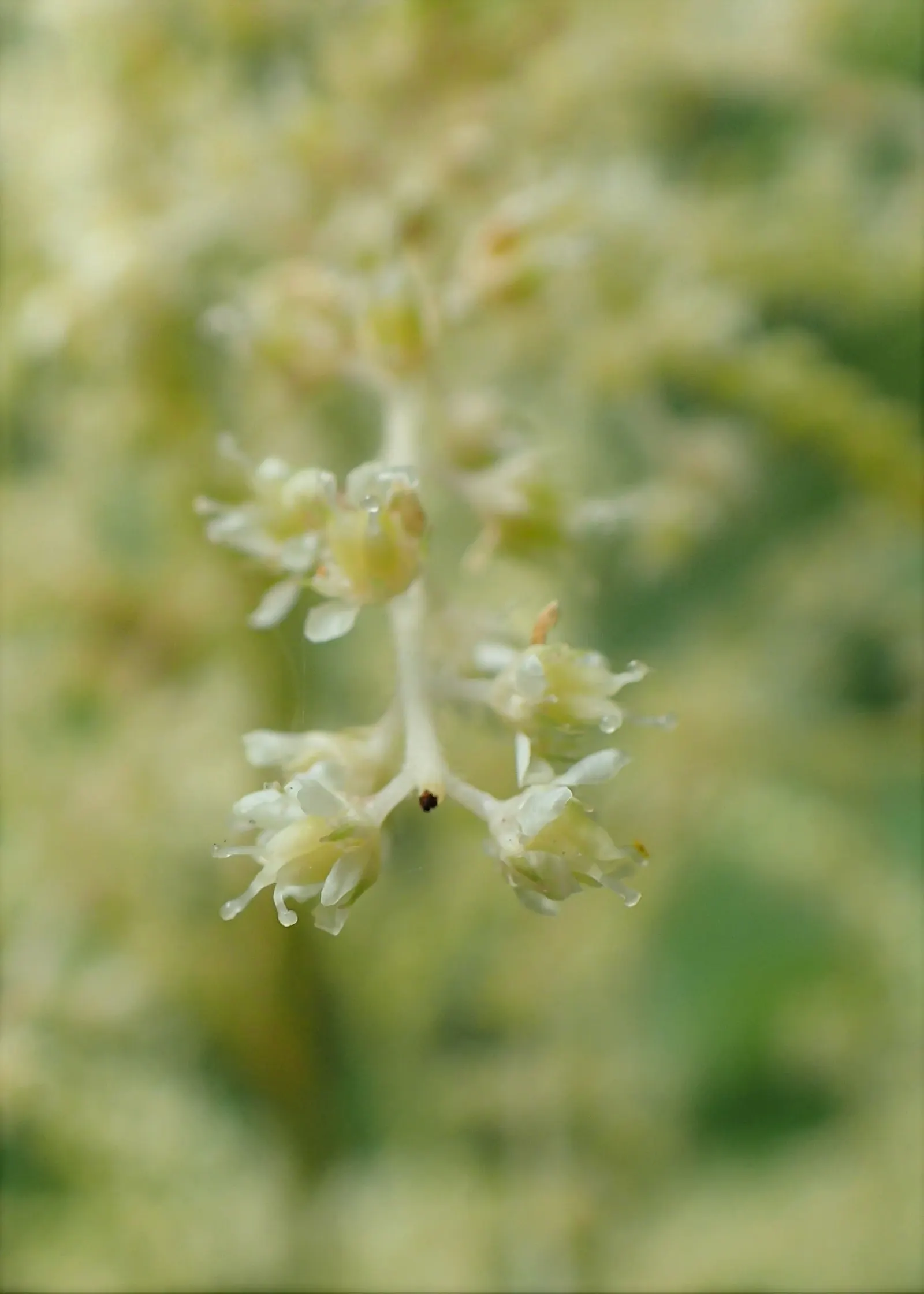 Sylvan Goatsbeard (Aruncus Dioicus) — perennial for half or shade; this plant is generally deer resistant, adding another layer of utility to its aesthetic