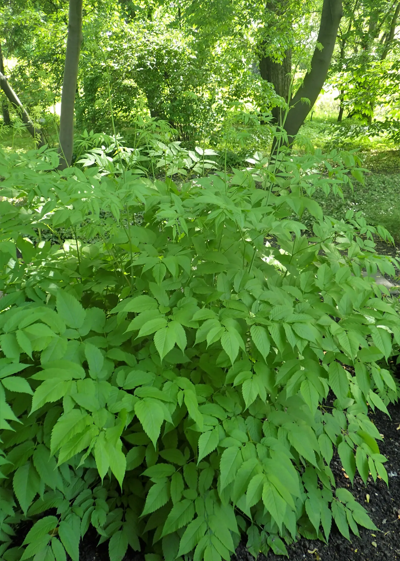 Sylvan Goatsbeard (Aruncus Dioicus) — Minimal maintenance is required; however; typically growing to heights of 4 to 6 feet with a spread of 2 to 4 feet