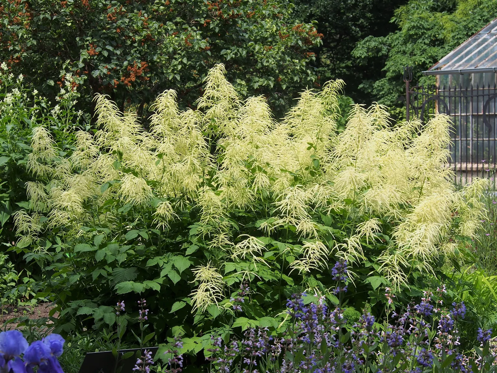Sylvan Goatsbeard (Aruncus Dioicus) — is native to the moist woodlands of North America; reaching 3 to 6 feet in height and spreading 2 to 4 feet, image 93