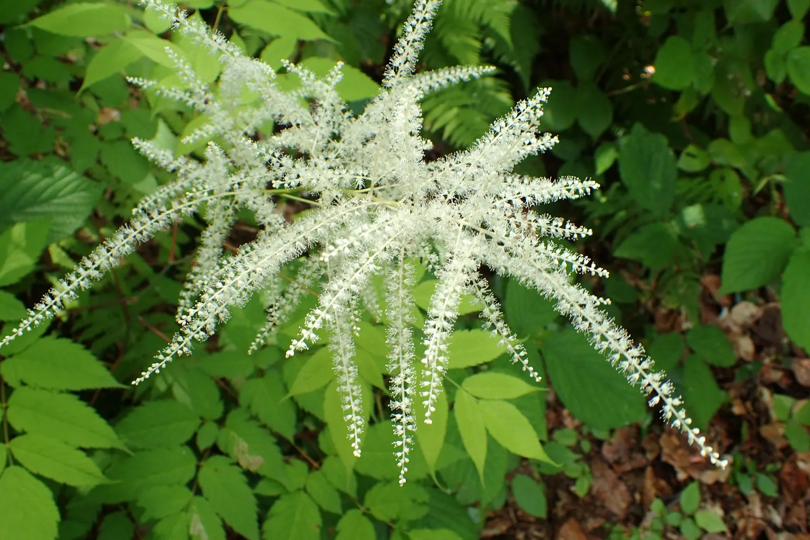 Sylvan Goatsbeard (Aruncus Dioicus) — It prefers zones 3-7, offering low maintenance and deer resistance; reaching 3 to 6 feet in height and spreading 2 to 4