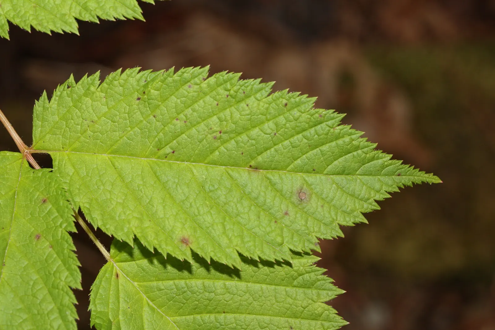 Sylvan Goatsbeard (Aruncus Dioicus) — Minimal maintenance is required; however; typically growing to heights of 4 to 6 feet with a spread of 2 to 4, image 78