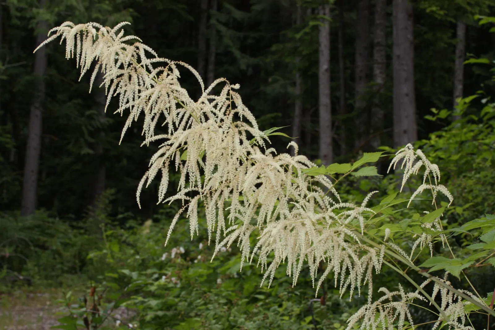 Sylvan Goatsbeard (Aruncus Dioicus) — extending above the foliage on slender stalks; reaching 3 to 6 feet in height and spreading 2 to 4 feet wide, it's ideal