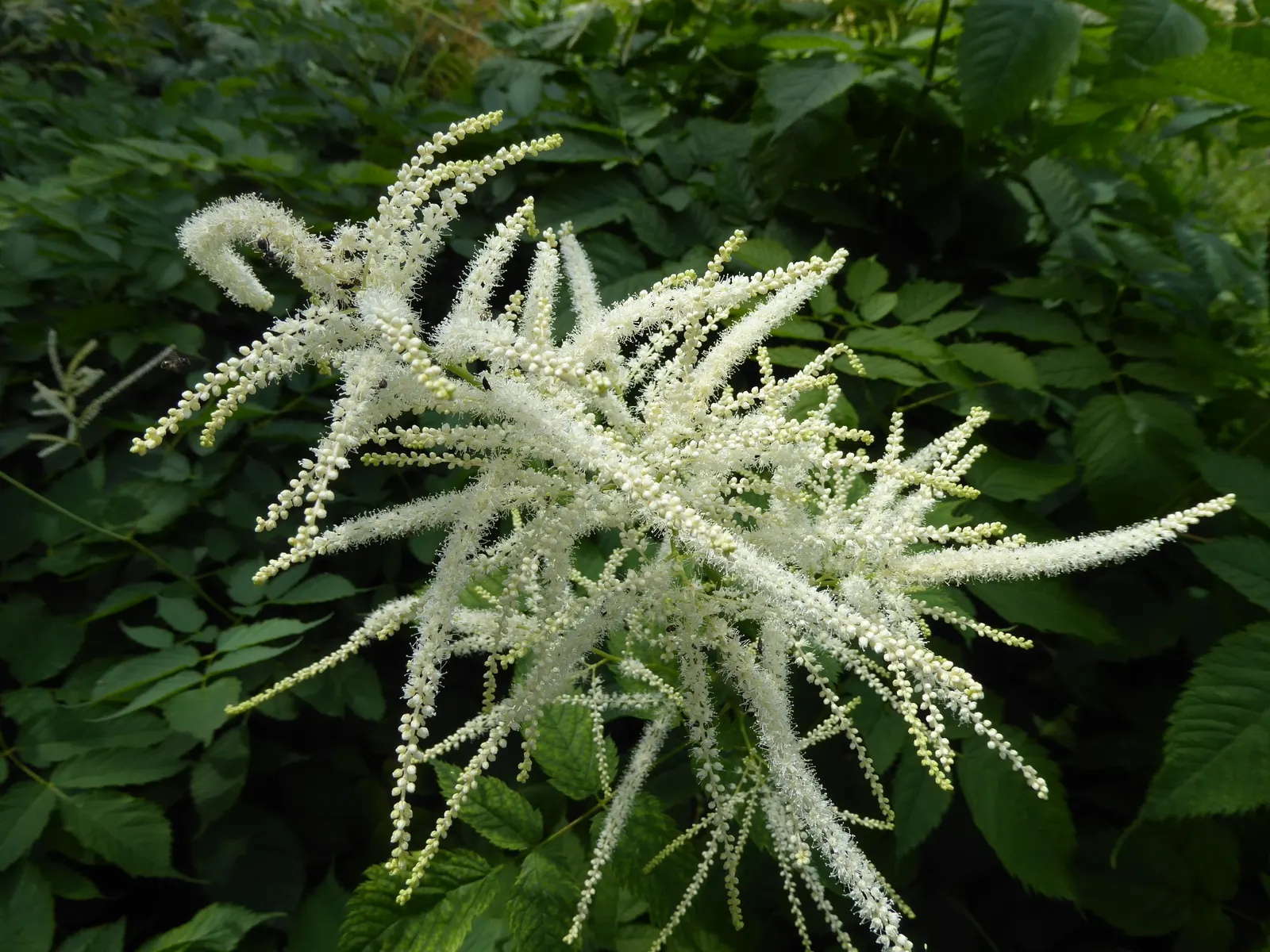 Sylvan Goatsbeard (Aruncus Dioicus) — Aruncus dioicus is ideal for woodland gardens; this plant is generally deer resistant, adding another layer of utility to