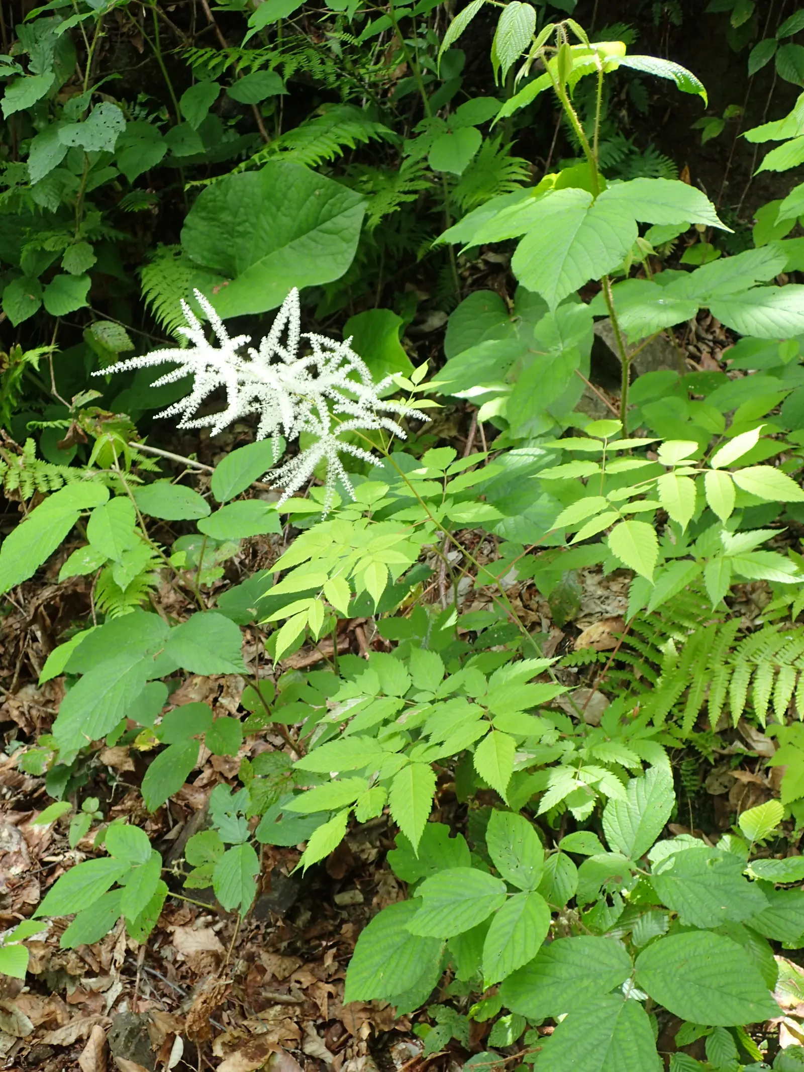 Sylvan Goatsbeard (Aruncus Dioicus) — thus providing a substantial presence in the garden; this plant is generally deer resistant, adding another, image 68