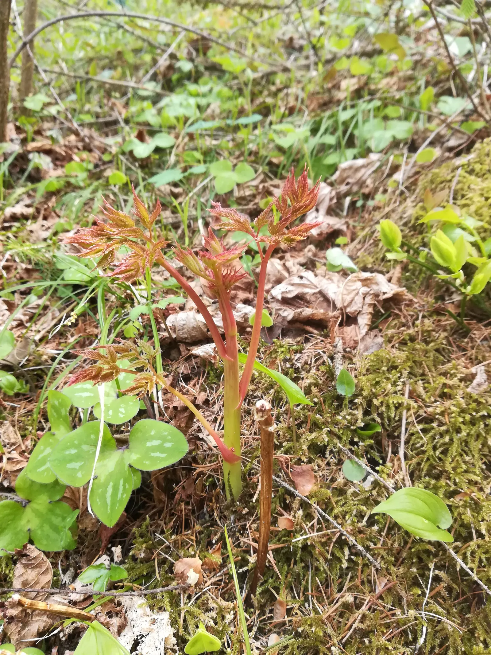 Sylvan Goatsbeard (Aruncus Dioicus) — herbaceous perennial that brings a dramatic flair to any landscape; possibly reaching up to 12 inches in, image 63