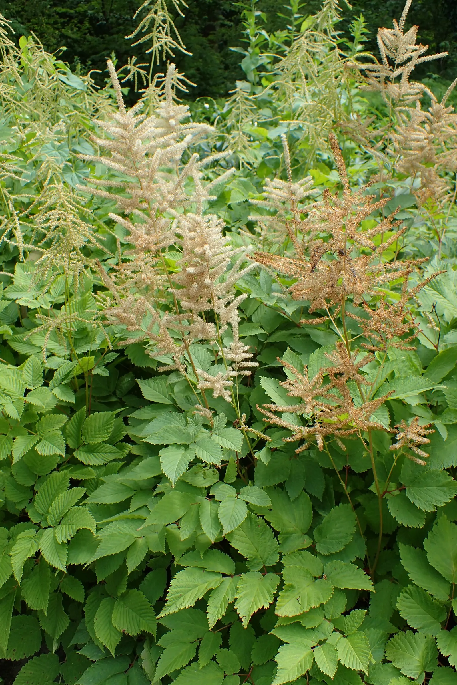 Sylvan Goatsbeard (Aruncus Dioicus) — thus providing a substantial presence in the garden